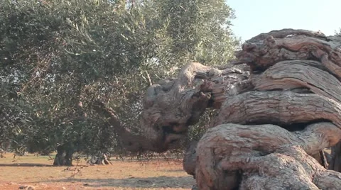 Twisted trunk of an olive tree Stock Footage 12051119