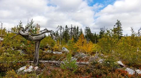 A twisted trunk tree stands in the middle of a forest with grass and shrubs Stock Photos
