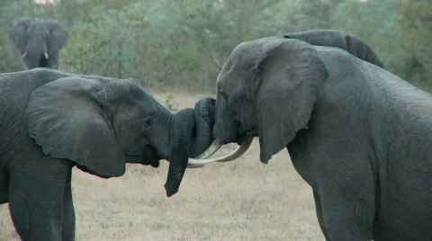 Twisted Trunks 库存影片 660757