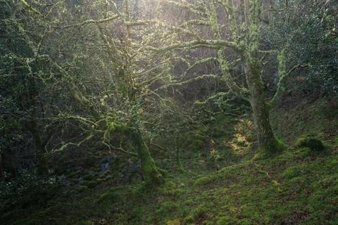 Twisted trunks of mossy oak trees in a mystical winter light Stock Photos