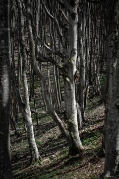 Twisted Trunks in Spring Forest Catch Light Over Fresh Green Undergrowth Stock Photos