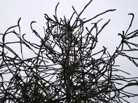 Twisted twigs create abstract art. Interwoven limbs form striking geometric.. Stock Photos