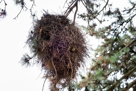 Twisted twigs form a dense, messy nest Stock Photos