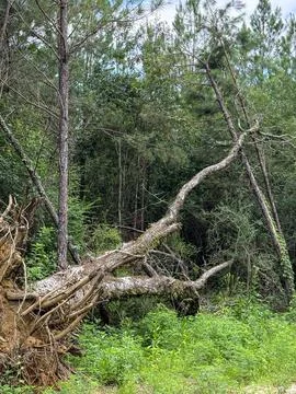 Twisted Uprooted Pine Tree After Tornado 스톡 사진
