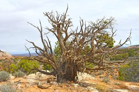 Twisted Utah Juniper Skeleton in the Desert Stock Photos
