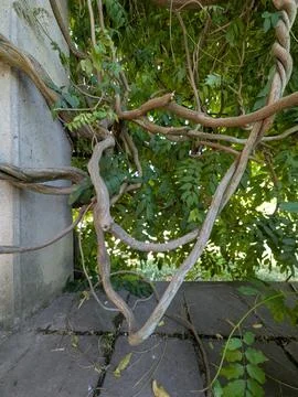 Twisted vine branches wrapped around stone posts in sunlit garden greenery .. Stock Photos