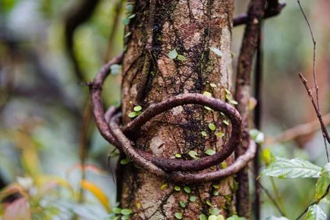 Twisted Vine Coiling Around Tree Trunk in Humid Mountain Forest Stock-Fotos