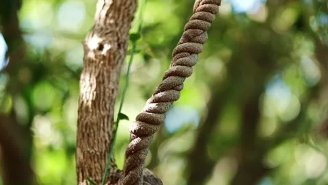 Twisted vine with green backdrop Stock Footage 346120283
