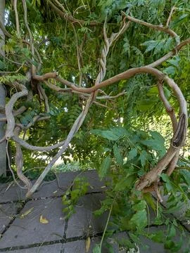 Twisted vine growing over stone tiles in serene outdoor garden setting with.. Stock Photos