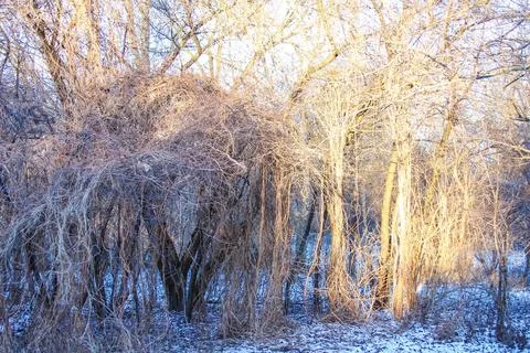 Twisted vines and bare trees create an enchanting winter landscape in a fores Stock Photos