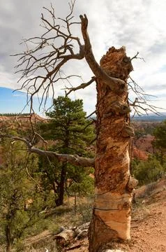 Twisted Wind Blown Dead Tree Stock Photos