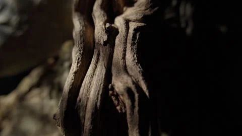 Twisted Wood Branch in Dramatic Lighting Stock Footage 289082767