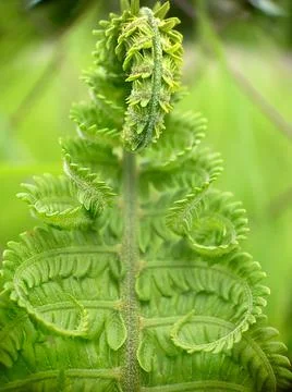Twisted young developing leaf of a green fern Stock Photos