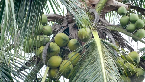 Twisting and picking a fresh coconut from the top of a tree Video stock 135474907