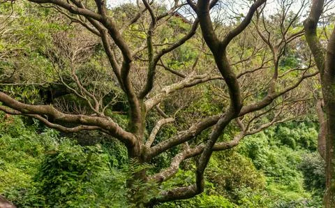 Twisting Bare Tree Branches Extending Over Dense Green Forest in Serene Jej.. Stock Photos