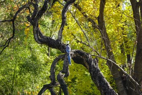 Twisting branch and leaf clusters in sunlight Stock Photos