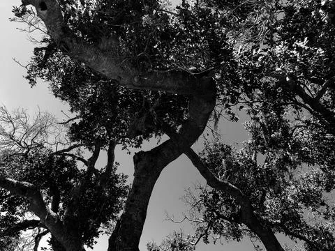 Twisting Branches Dance Against a Bright Sky on a Sunny Day Foto stock