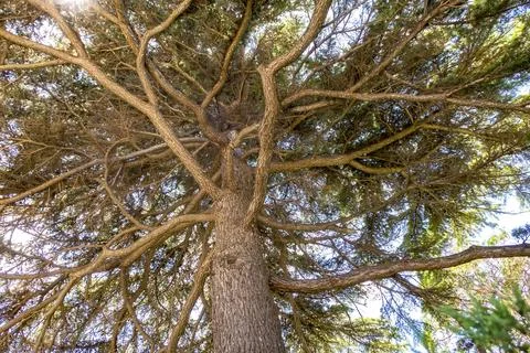 Twisting branches Stock Photos