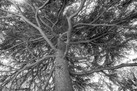 Twisting branches Stock Photos