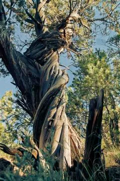 Twisting Desert Pine Stock Photos