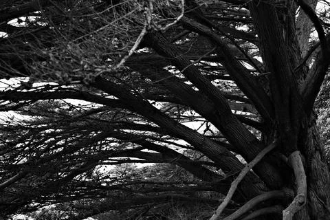 Twisting Evergreen Branches and Rugged Tree Trunk at Ragged Point Stock Photos
