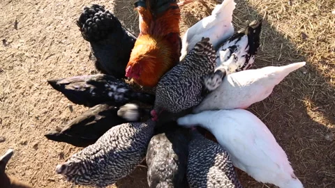 Twisting Overhead Shot of Group of Chickens Eating On Farm 스톡 동영상 143753990