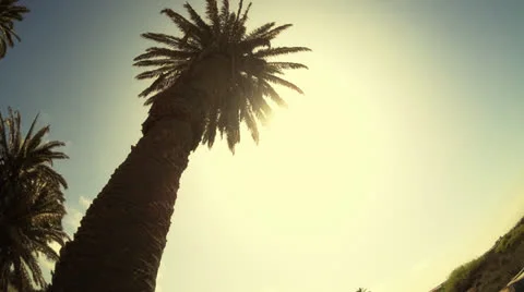 Twisting Pan Palm Trees Stock Footage 26675727