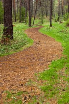 Twisting path in the summer forest Stock Photos