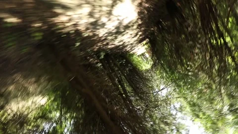 Twisting Path Through Green Tunnel 2 Stock-Footage 306186424