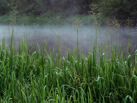The twisting river flows between trees in the forest. Stock Photos