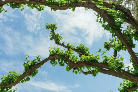 Twisting Tree Branches With Fresh Spring Leaves Stock Photos