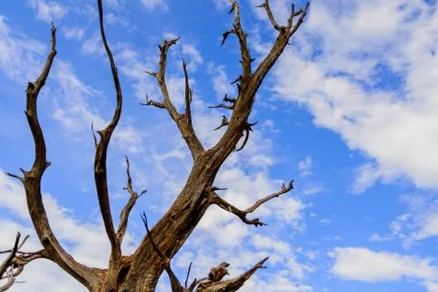 Twisting trees and blue sky Stock Photos