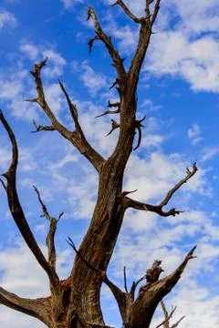 Twisting trees and blue sky Stock Photos