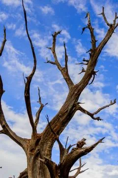 Twisting trees and blue sky Stock Photos