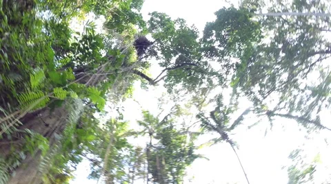 Twisting trees in the forest Stock Footage 41379113