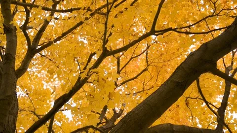 Twisting Underneath A Tree Full Of Yellow Leaves Stock Footage 117693034