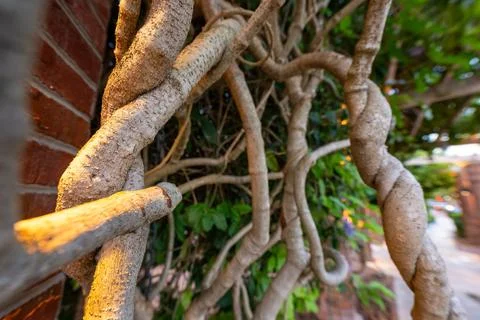 Twisting Vine Close-Up Stock Photos