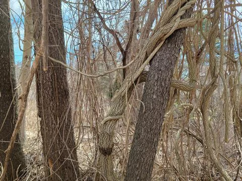 Twisting Vine on Tree Trunk Stock Photos