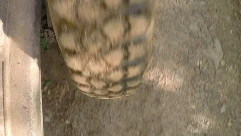 Twisting the wheel of the tractor Stock Footage 128254626