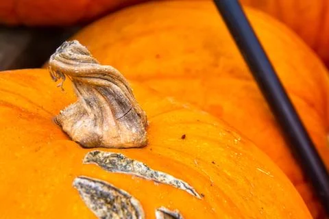 Twisting Winding Pumpkin Stem Orange Closeup Autumn Fall Seasonal Detail Stock Photos