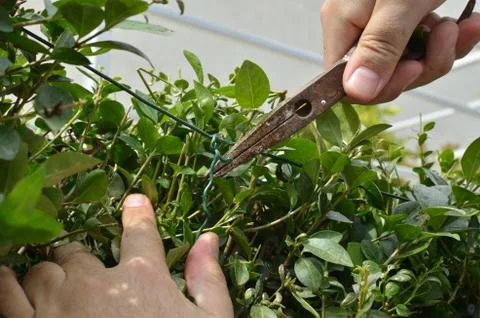 Twisting wire in a hedgerow Stock Photos
