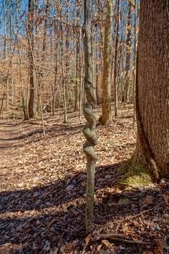 Twisty tree in the forest Stock Photos