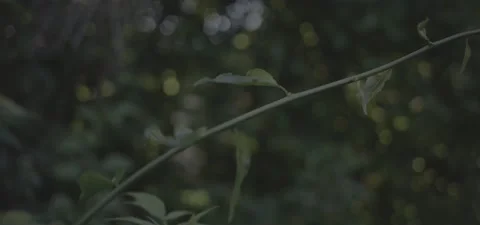 Twisty Vine Video stock 230458368