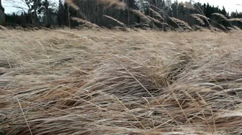 Twitches, old grass in the wind Stock Footage 10580389