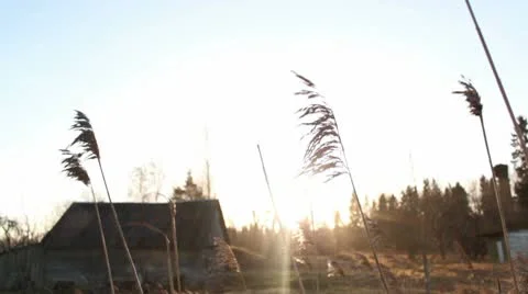 Twitches in the wind, barn in the background Stock Footage 10580381