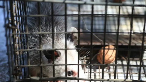 Twitching ears of small trapped possum 스톡 동영상 51872172