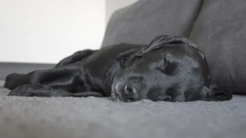 Twitching of the muscles of the black dog labrador retriever in a dream Stock Footage 166897341