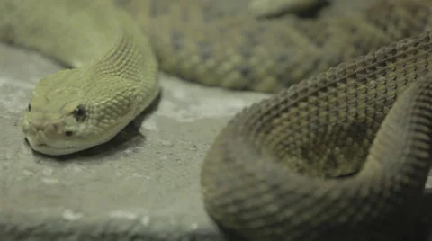Twitchy Jittery Snake Stock Footage 24349425