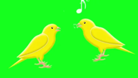 Twitter canary chirping and singing greenscreen animation yellow bird chirp.. Stock Footage 246696231