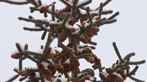 Twittering Birds in Spruce Tree Stock Footage 1338913